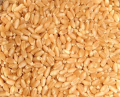 organic wheat wheat broun organic food