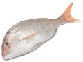 White Snapper Fish