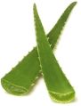Organic Dark Green Fresh Aloe Vera Leaf