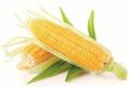 Yellow fresh sweet corn