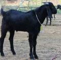 Black live goat