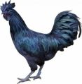 Black live kadaknath chicken