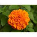 Organic Yellow Marigold Flower