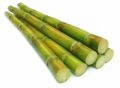 Green organic sugarcane