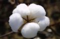 White Plain raw cotton