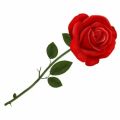 Organic Red Rose Flower