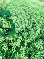 alfalfa dried leaves