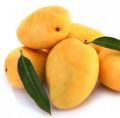 Organic Yellow Fresh Banganapalli Mango