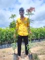 organic imam pasand himayat mango plant