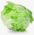 Fresh Lettuce Iceberg