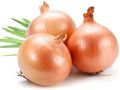 Organic fresh yellow onion