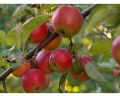 Apple Fruit Plant