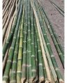 Green bamboo scaffolding