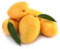 Common Yellow fresh mango