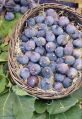 Organic. edible figs