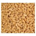 Organic Brown Durum Wheat Seeds