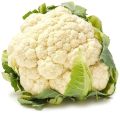 White Round fresh cauliflower