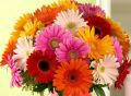 Available in Many Colors Organic Fresh Gerbera Flowers