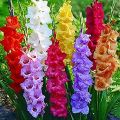 Available in Many Colors Organic Fresh Gladiolus Flowers