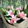 Pink Organic fresh lily flowers