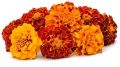 Fresh Marigold Flowers