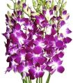 Purple Organic Fresh Orchid Flowers