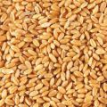 Organic Brown Hybrid Wheat Seeds
