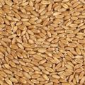 Organic Brown natural wheat seeds