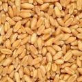 Brown Organic Wheat Seeds