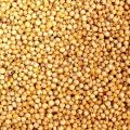 Organic sorghum millet