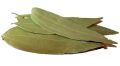 Common Trivedi bay leaf