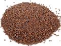 Common Trivedi mustard seeds