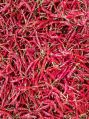 Dried Guntur Red Chilli