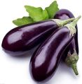 Organic fresh eggplant