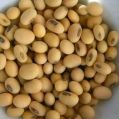 Organic soya beans