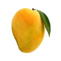Organic Yellow fresh alphonso mango