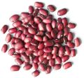 Common Red adzuki beans