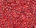 Common red kidney beans