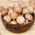 Brown Round betel nut