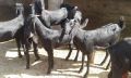 beetal goats