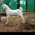 Natural-white sojat goat