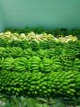 Organic fresh cavendish banana