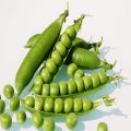 Green Oval Fresh Peas