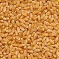 Desi Wheat Grain