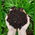 Dark-brown organic vermicompost bio fertilizers