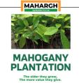 Mahogany Tree Farming in Gujarat