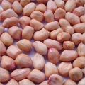 Common groundnut seeds