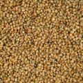 Organic Fine Processed Green Bajra Seeds