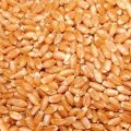 Golden organic wheat