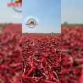 5531 syngenta dry red chilli